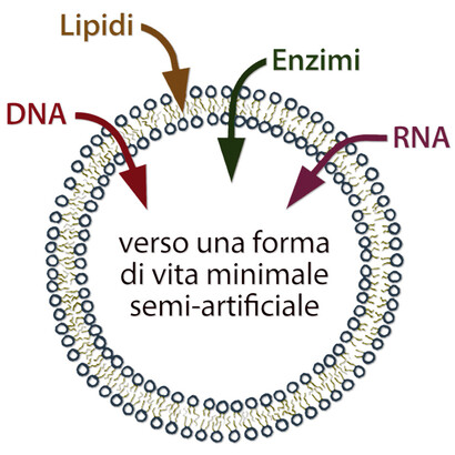 Vita minimale semi-artificiale