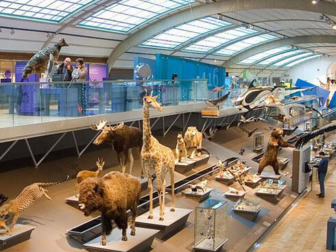 Gallery of Evolution. Courtesy of Royal Belgian Institute of Natural Sciences