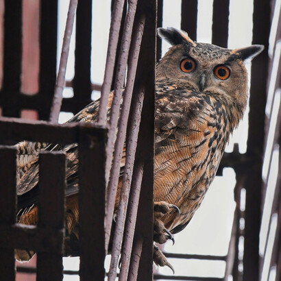 David Barrett, Flaco on an Upper West Side fire escape, november 27, 2023. Courtesy of The New York Historical