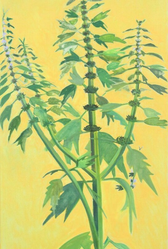 Lois Dodd, Motherwort (detail), 2013, oil on linen, 42 x 20 inches © Lois Dodd, courtesy Alexandre Gallery, New York