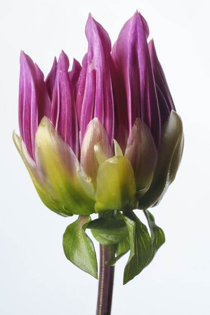 Sharon Core, Dahlia: emory Paul, 2024. Courtesy of Yancey Richardson Gallery