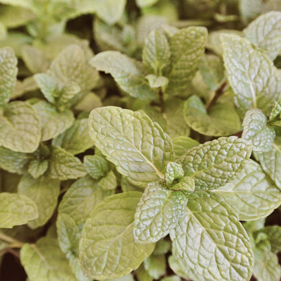 Si usa l’essenza della menta in soluzione alcolica, come linimento per reumatismi e nevralgie 