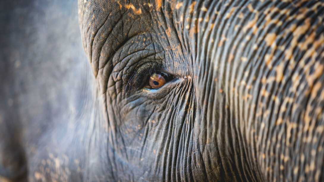 L’enigma della coscienza