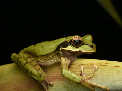 Publicou diversos artigos em periódicos científicos nacionais e internacionais e contribuiu para a descrição de novas espécies. Seus estudos sobre a morfologia, distribuição geográfica e comportamento de sapos, rãs e pererecas brasileiras tornaram-se referência para pesquisadores no Brasil e no exterior. Em 1935, sua reputação era tamanha que representou o Brasil no 12º Congresso Internacional de Zoologia, em Lisboa, onde apresentou um trabalho sobre a distribuição geográfica de anfíbios no Brasil — consolidando-se como autoridade mundial em sua área