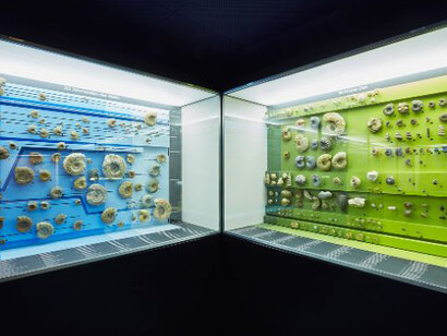 Ammonite & Thunderbolt. Courtesy of Naturhistorisches Museum Basel