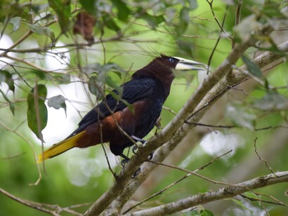 A Chestnut-headed Oropendola near Rancho Naturalista, Cordillera de Talamanca, Costa Rica.