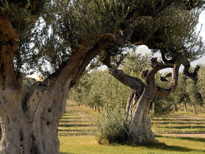 Olivos en Navarra