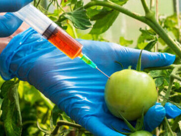 A scientist working with genetically modified tomatoes, showcasing gmo food production and advancements in genetic engineering for agriculture