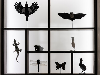 In praise of diversity. Journey through italian ecosystems, exhibition view. Courtesy of Palazzo Esposizioni Roma