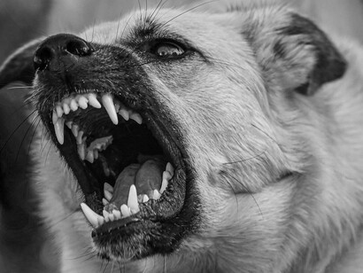 Cão estressado. O cachorro era o afogado e eu o salva-vidas, mas tudo dependia de ele querer pegar a boia, acreditar em mim. A súplica e o desespero exalavam daquele olhar fixo e um oceano de medo afogava o animal. A única coisa possível e plausível a fazer, com os recursos que eu dispunha, seria chegar bem perto e retirar os espinhos um a um. Mas isso exigiria dele um autocontrole difícil para cachorro…

