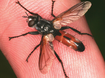 Fliegen, Mücken und Flöhe. Courtesy of Museum für Naturkunde