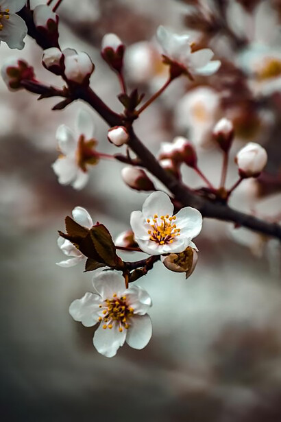 White cherry blossom in close-up