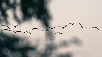 Las aves están vivas. Demasiado vivas para habitar carne tan débil. No coinciden. No pactan. Sólo comparten el encierro