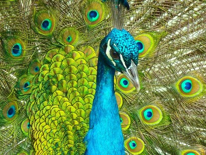 Pavo real