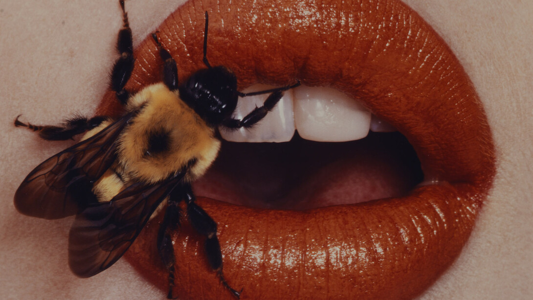 Irving Penn. Bee, New York, 1995, printed 2001. Smithsonian American Art Museum, Gift of The Irving Penn Foundation. © The Irving Penn Foundation