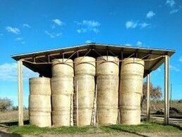 Animal feed for the family farm, La Cignozza also raises Chianina cows which are famous for producing the highest quality meat