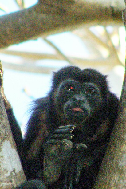 Riserva naturale della laguna di Apoyo. Un esemplare di scimmia urlatrice ("Alouatta palliata")