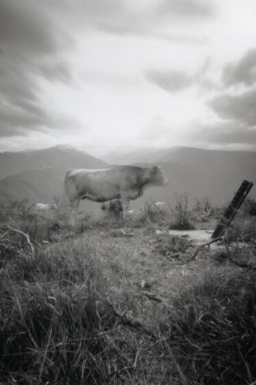 Dianne Bos, Vache Glorious Ariegeoise, 2007
C Print, 47 x 47 in.