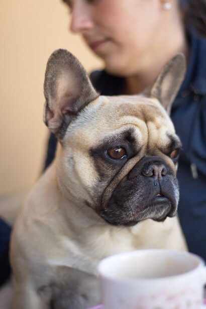 Cachorrinho sente falta da atenção de sua dona que mexe no celular