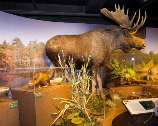 New England Forests. Courtesy of Harvard Museum of Natural History
