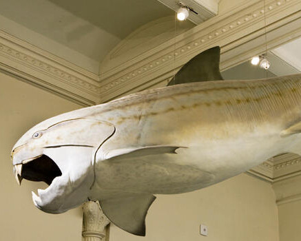 Hall of Vertebrate Origins. Courtesy of American Museum of Natural History