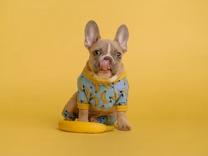 A cute puppy wearing jumper with bananas. The lost soul in search of a magnetic field is seeing a loss in a time of need