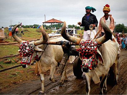 Here We Ride! © Monali Mahedia