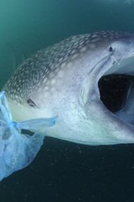 Over a few decades, humans have managed to dump tons upon tons of garbage into the ocean