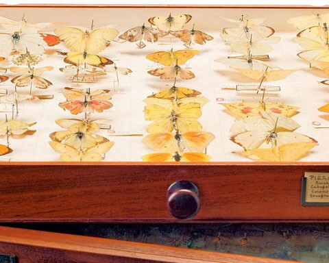 Entomology collections. Courtesy Natural History Museum 