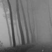 Roots by Harry Gruyaert. Courtesy of Gallery Fifty One