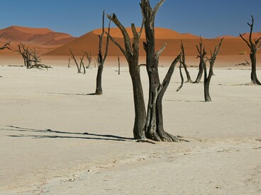 A COP30, que deveria ser um marco na reconstrução do nosso pacto com a Terra, corre o risco de ser mais um palco de retórica estéril



