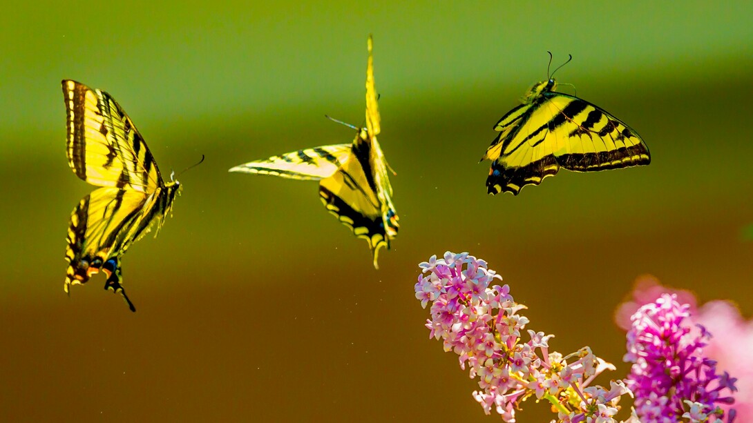 El vuelo de una mariposa