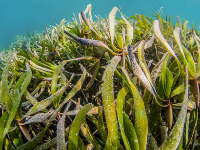 Seaweed and other plants which thrive on salt water are now reaching restaurants and food markets