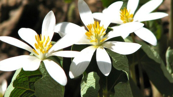 Native Plants and the Environment. Courtesy of Montshire Museum of Science