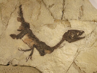 Tracce fossili di un rettile