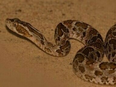 Bothrops jararaca. "Raca, indignada com a falta de respeito, lançou-se para fora, mentalmente construindo a posição do bote caçador. Diante, saltitante nos tijolos sujos da calçada, estava uma ave em quem nunca a jararaca pusera os olhos"