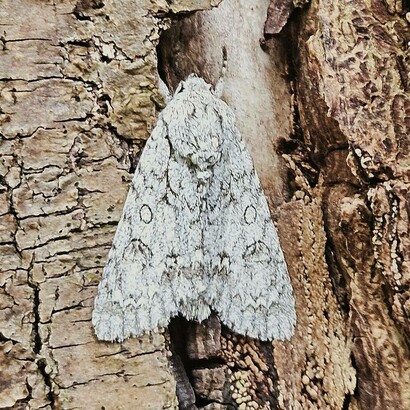 Acronicta aceris è una falena della famiglia Noctuidae