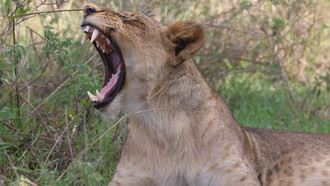Lioness yawning, Nairobi National Park © Gehan de Silva Wijeyeratne