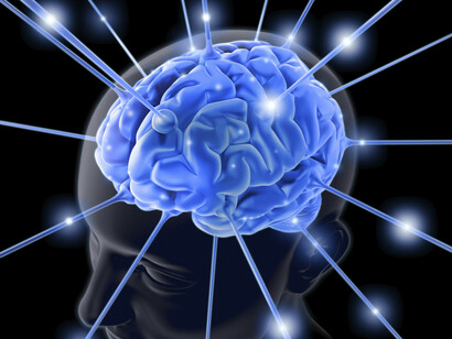 El cerebro. Los destellos del sistema nervioso