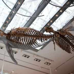 Age of Mammals. Courtesy of The Natural History Museum