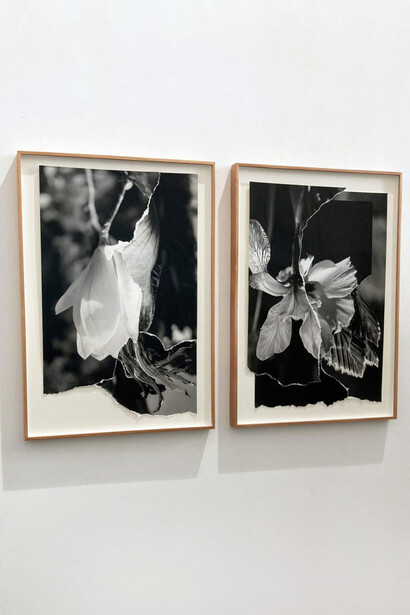 Françoise Vanneraud, Lo que aún florece, vista de exhibición. Cortesía de la Galería Ponce+Robles