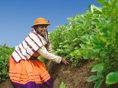 Campesina en un cultivo de papas en Ingenio, Perú