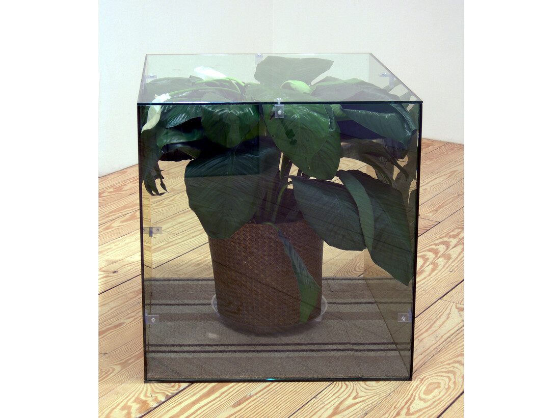 Ethan Breckenridge, Too Soon (Peace Lily Medium), 2011, glass, carpet, potted plant
