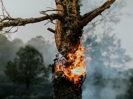 A wildfire consuming a once-living tree, symbolizing the escalating environmental toll of climate change