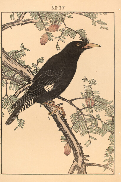 Keinen (1845 - 1923), Crested Myna and Kaya, 1892. 
Keinen’s Flower-and-Bird Painting Manual (Keinen kacho gafu).
Woodblock Print. 14.5 x 10.25 (inches)
Courtesy of the artist and Ronin Gallery