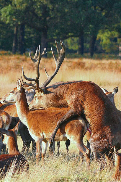 El ADN y el ARN, creadores de todos los seres, “recibieron una orden”: multiplicaos