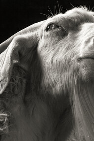 Il fotografo voleva essere sicuro di puntare sempre la macchina fotografica sul loro sgaurdo