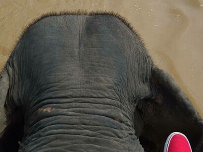 Riding on the back of an elephant, no matter how gentle they are, is not as easy as you think