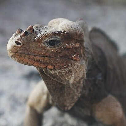 La iguana rinoceronte habita exclusivamente en la isla La Española