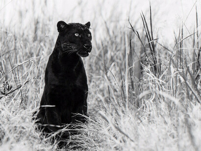 David Yarrow. Courtesy of Maddox Gallery